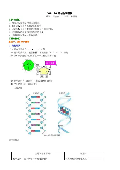 高中生物23DNA、RNA结构和基因-知识讲解