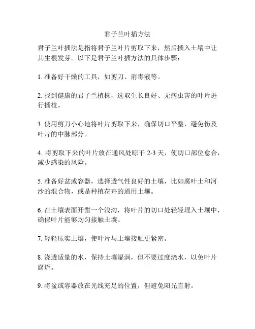 君子兰叶插方法