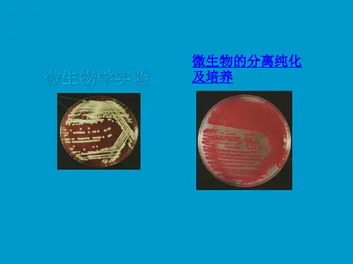 微生物的分离纯化和培养技术