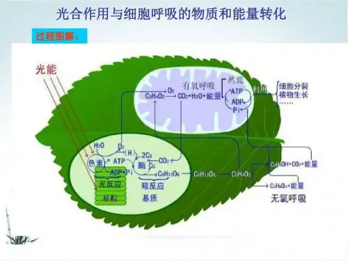 生物高频考点13：光合作用和细胞呼吸的能量转化