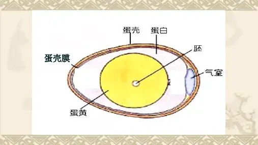 四年级下册科学第二单元新的生命重要知识点汇总课件