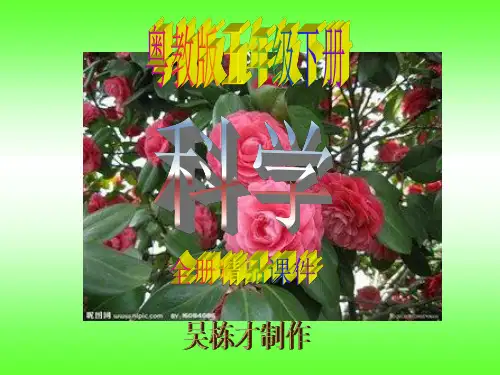 粤教版五年级下册科学全册精品课件