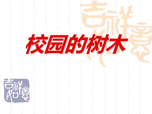 《校园的树木》植物PPT课件四