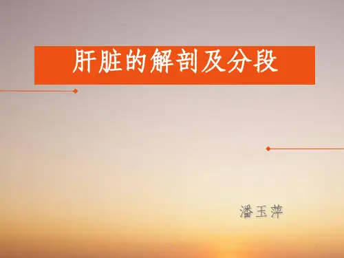 肝脏的解剖及分段