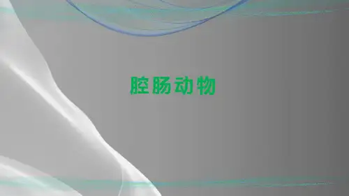 人教版生物八年级上册--5.1.1--腔肠动物和扁形动物(第1课时)(17张PPT)