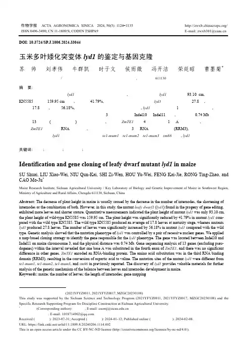 玉米多叶矮化突变体lyd1_的鉴定与基因克隆