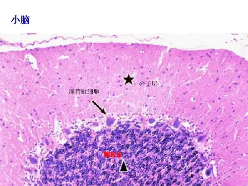 组织学与胚胎学图谱