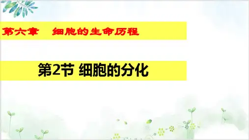 人教版高中生物必修一《细胞的分化》(26张)-PPT优秀课件