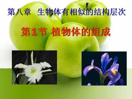 植物体的组成初中生物课件