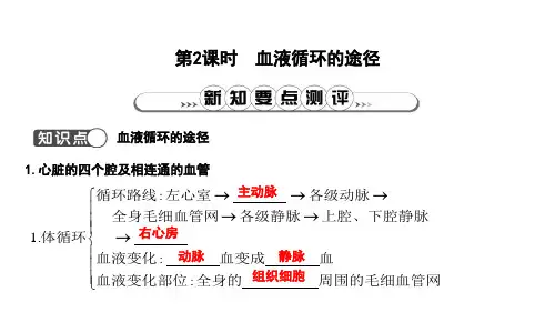 新人教版七年级下册生物课件：血液循环的途径