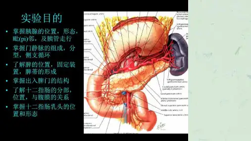 结肠上区解剖之二课件