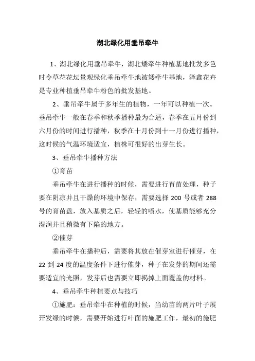 湖北绿化用垂吊牵牛
