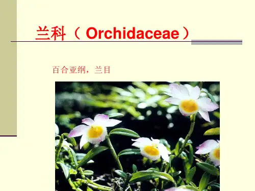 兰科植物的简介