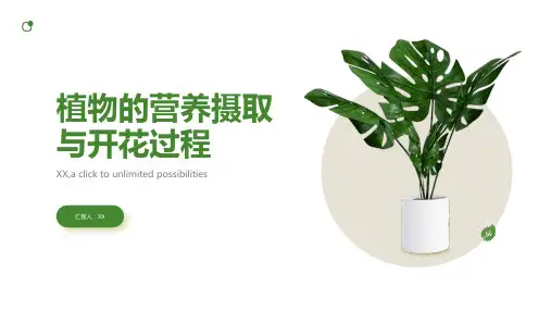 植物的营养摄取与开花过程讲解