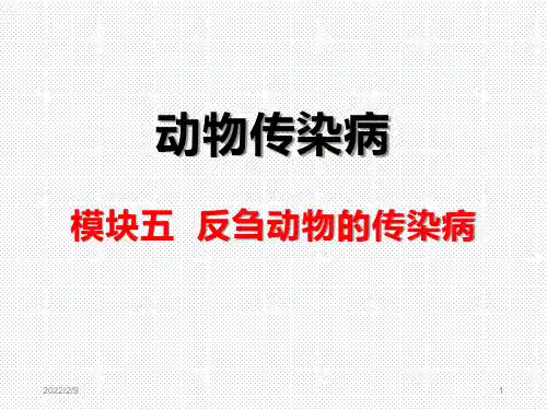 反刍动物的传染病(牛传染性角膜结膜炎)