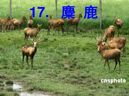 六年级语文上册麋鹿ppt
