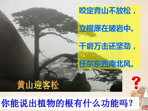 初中生物【根的结构与功能】优秀课件