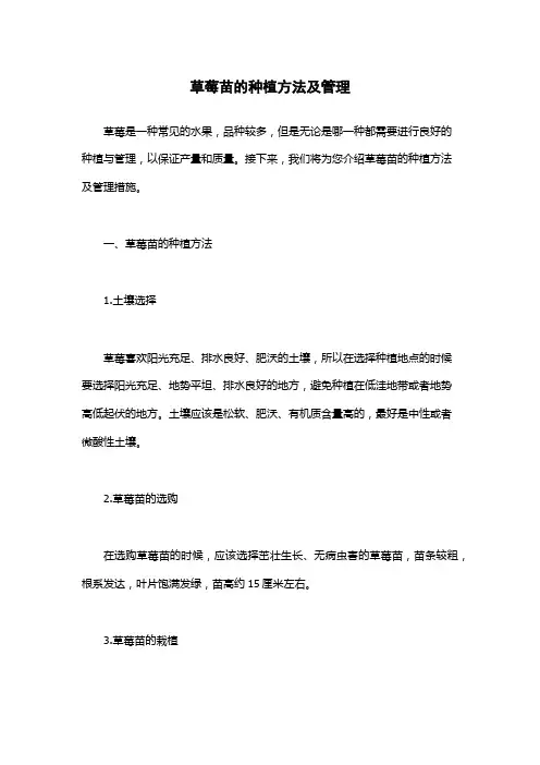 草莓苗的种植方法及管理