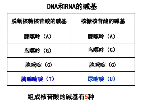 核酸碱基