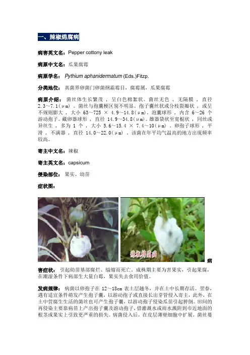 辣椒病害图谱