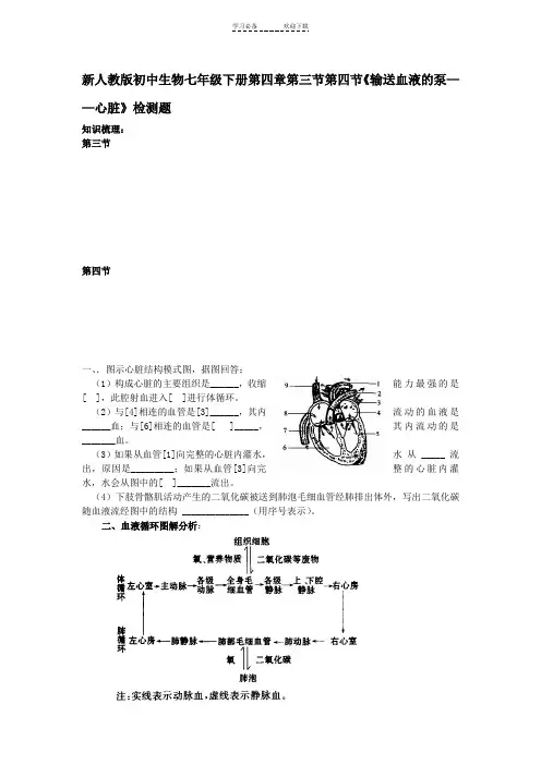 新人教版初中生物七年级下册第四章第三节第四节《输送血液的泵心脏》检测题