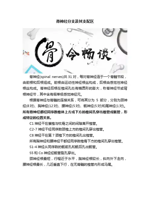 脊神经分支及其支配区