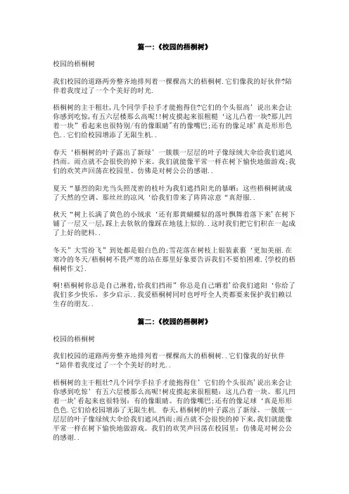 学校的梧桐树作文