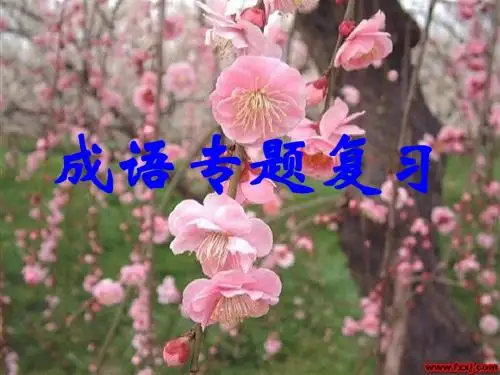 高考复习成语专题复习 PPT精品课件