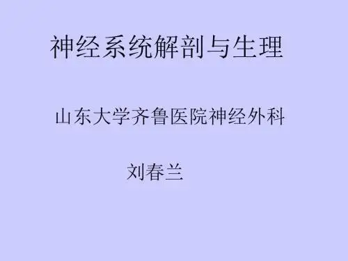 神经系统解剖与生理