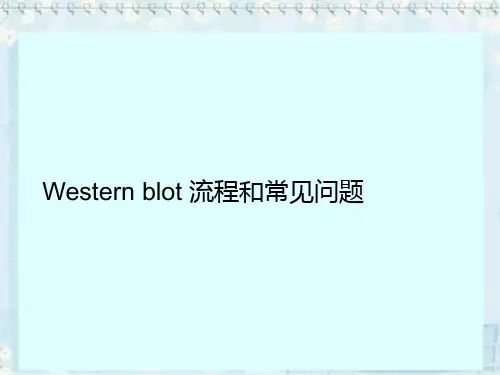 Western Blot 的原理,流程及常见问题分析