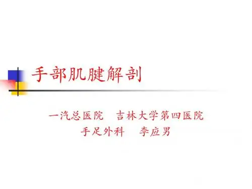 肌腱解剖