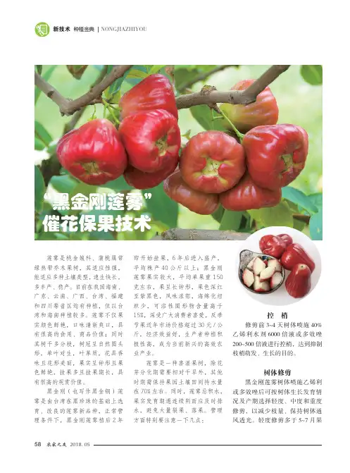 “黑金刚莲雾”催花保果技术