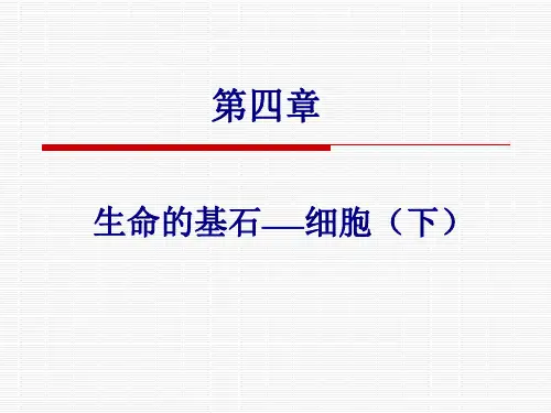 4四 生命的基石-细胞(下)