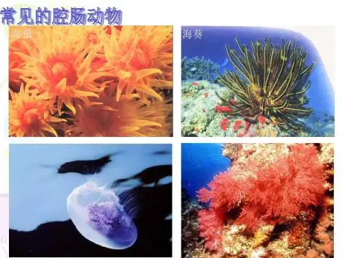 腔肠动物门 (3)