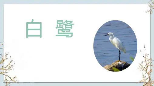 统编版五年级语文上册1《白鹭》课件(共23张PPT)