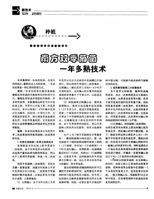 南方双季葡萄一年多熟技术