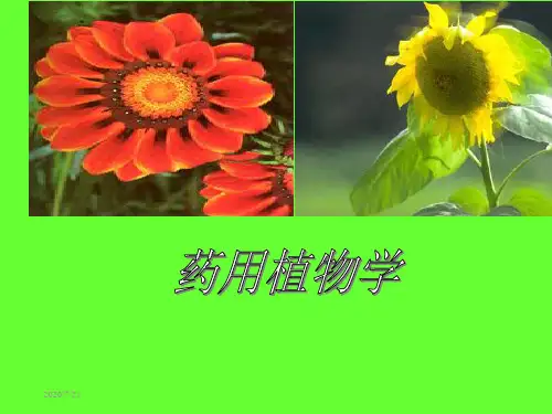 药用植物学绪论、植物的细胞、植物的组织.ppt