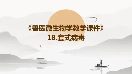 《兽医微生物学教学课件》18.套式病毒