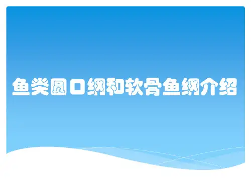 鱼类圆口纲和软骨鱼纲介绍