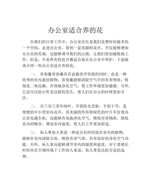 办公室适合养的花