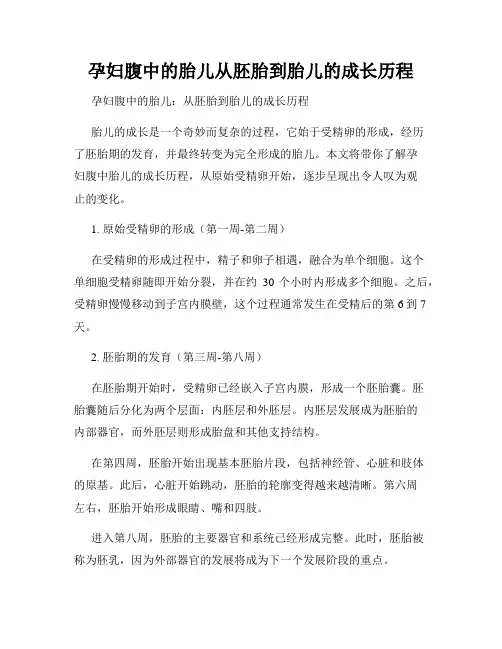 孕妇腹中的胎儿从胚胎到胎儿的成长历程