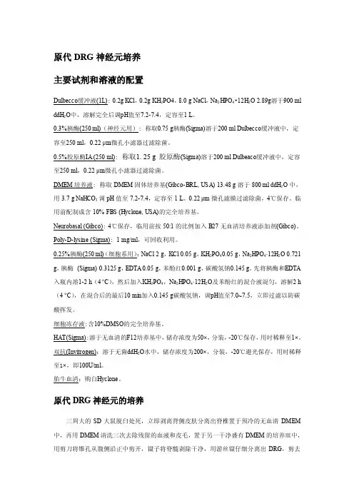 原代DRG神经元培养