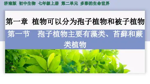 2.1.1 孢子植物主要有藻类、苔藓和蕨类植物-七年级上册生物课件(济南版2024)