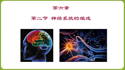 人教版七年级下册第六 章第二节  神经系统的组成 课件