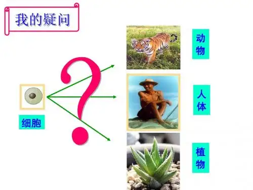 动物体的结构层次