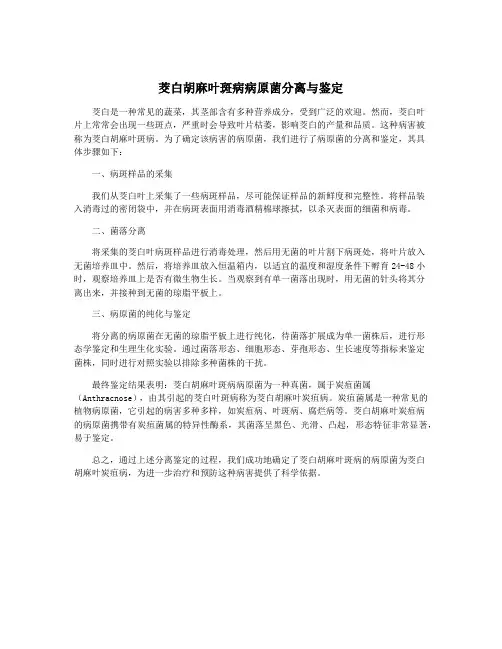 茭白胡麻叶斑病病原菌分离与鉴定