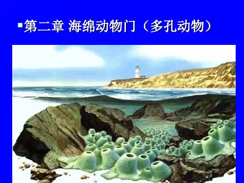 2海绵动物门
