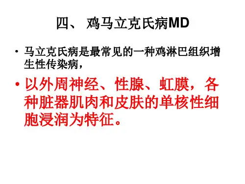 四、 鸡马立克氏病MD