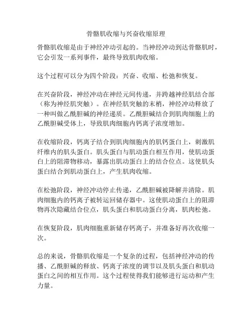骨骼肌收缩与兴奋收缩原理