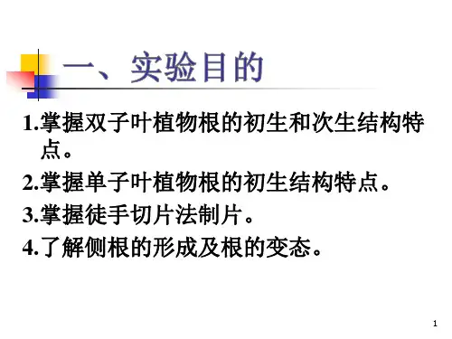 105.1植物根的形态及结构观察